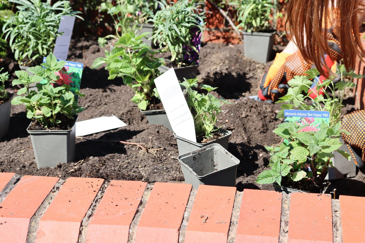 Blooming beautiful at Becton! We've partnered with <a href="/grow_sheffield/">Grow</a> to provide garden therapy for our young people. Every Friday for eight weeks Grow is working with our young people to transform one of the courtyard areas into a blooming beautiful space: sheffieldchildrens.nhs.uk/news/blooming-…