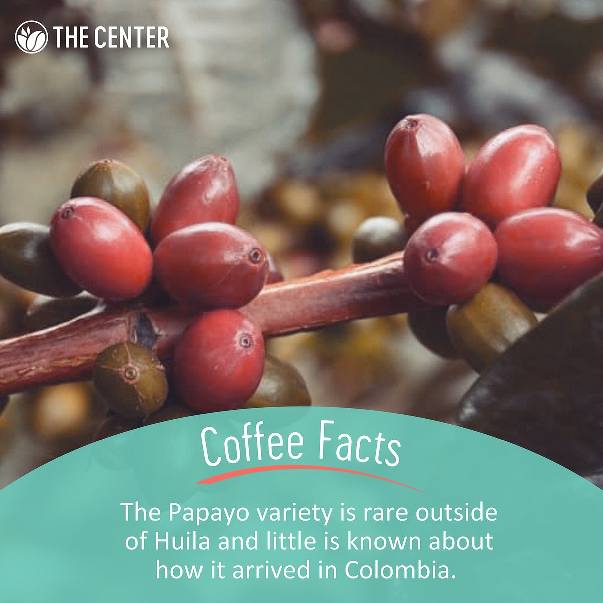 TheCenterCoffee's tweet photo. The Papayo variety was originally thought to be a Caturra mutation, but genetic testing by World Coffee Research indicates a close relationship with Ethiopian Landraces. Check out our variety glossary for more interesting facts👉 https://t.co/IB9K5qqMAM! #learnsmart #coffeefacts https://t.co/ondw80V7JW