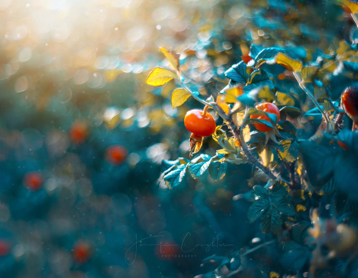 cool crisp magic 🍅✨🍂

#autumn #fall #macrophotography #closeup #nature #NaturePhotography <a href="/MacroHour/">#MacroHour 🌿</a> <a href="/ThePhotoHour/">#ThePhotoHour</a>