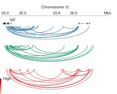 NatImmunol's tweet photo. Michieletto et al. provide a detailed characterization of the 3D genome architecture of ILCs, discovering a unique 3D DNA topology at the Id2 locus #3D_ILCs, #3D_ILC2s. @Penn_IFI, @PennPathLabMed, @MFMich1, @golnaz_v, @megclarks. https://t.co/kzOvYxuV0M https://t.co/jDIKupJUcD