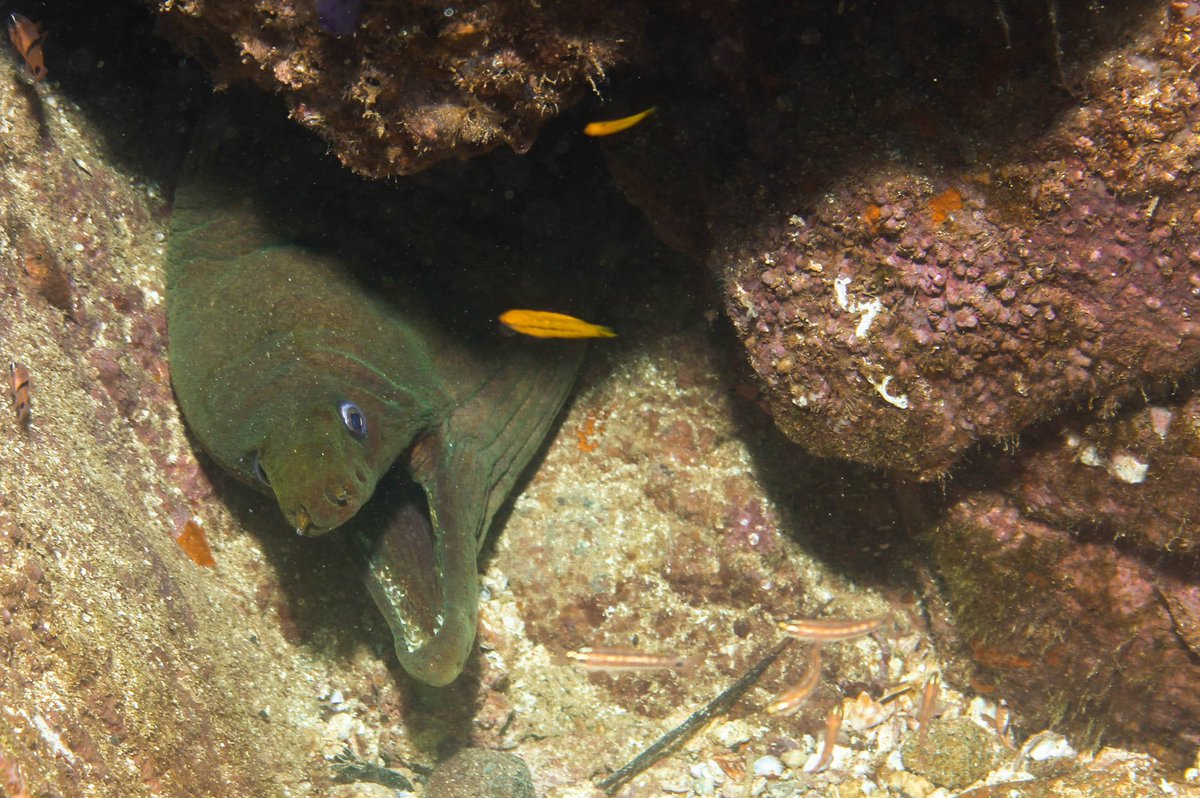 BanderasScuba's tweet photo. This moray eel look like is just talk a joke and is waiting for a reaction.
Great shot Brent Lane.
Los Arcos August 2022.
#BanderasScuba #Banderasscubarepublic #PVScuba #PADI #PVPADI #PADI5star #ScubaVallarta #pvscubaediving #PuertoVallarta
#divepv #PADIPV https://t.co/HrckIZOCjM