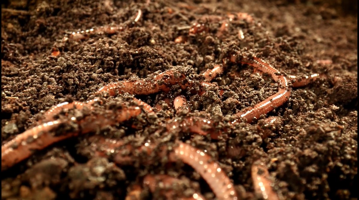 ArkansasNRCS's tweet photo. “Dirt”, a documentary from @ArkansasPBS about saving our #soil delves into how #Arkansas #farmers &amp; #ranchers are improving their operations by helping the #environment. https://t.co/rQ4q51ftEe
Major funding provided by the Pulaski County Conservation District &amp; @ArkansasNRCS https://t.co/LFPUn0CmLr