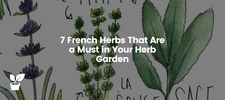Grow these 7 French herbs in your herb garden to add new flavor dimensions and lift your cooking to new heights.

irrigationsuppliesstore.com/french-herbs/

#HerbGarden #DryingHerbs #FrenchHerb #HerbOutdoor #HerbIndoor #HerbIdeas #HerbKitchen