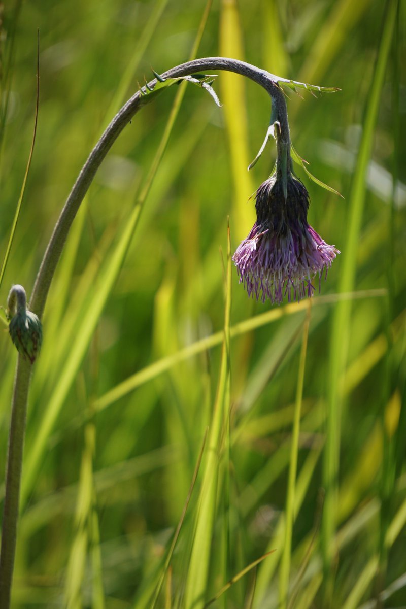 タデ原湿原のtwitterリアルタイム検索結果 Meyou ミーユー