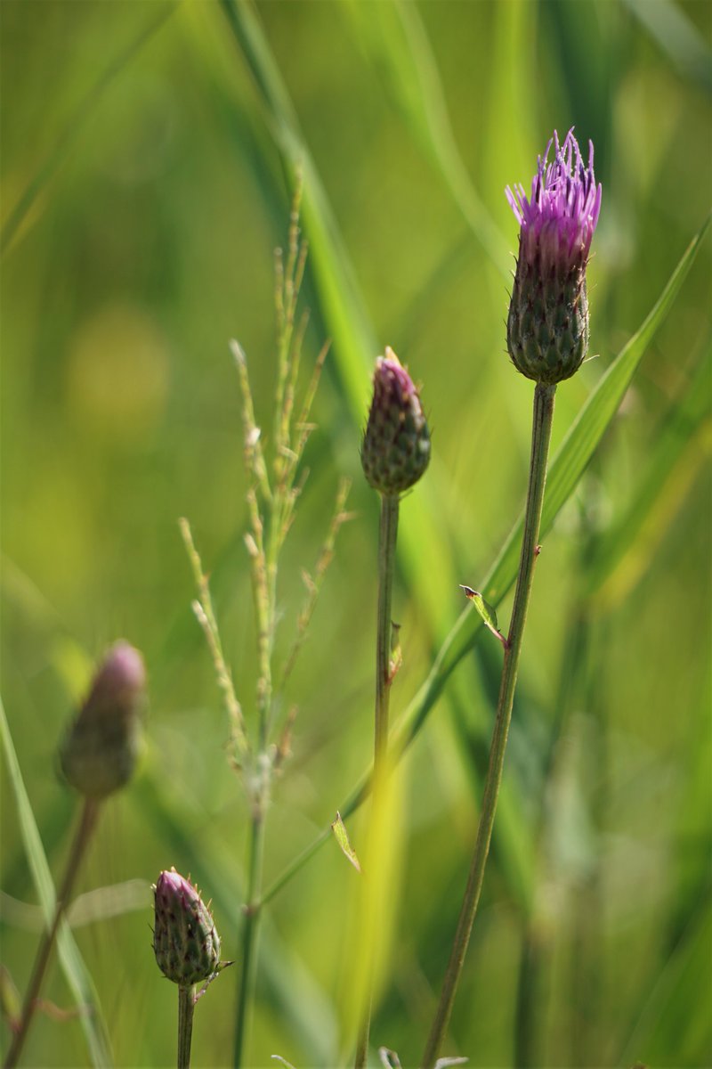 タデ原湿原のtwitterリアルタイム検索結果 Meyou ミーユー