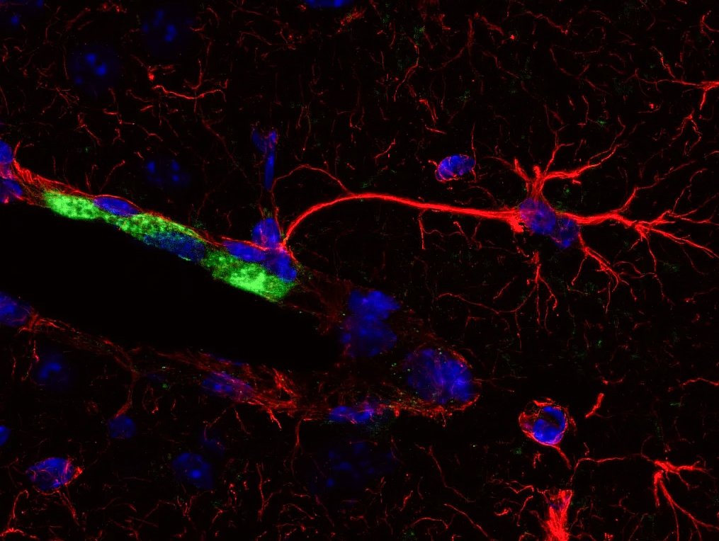 Have you ever seen an astrocyte endfoot touching a perivascular macrophage like this? 🤩😍

#FluorescentFriday