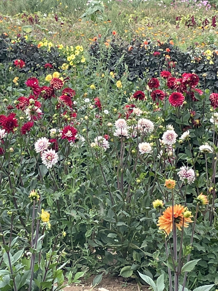 topfamilylawyer's tweet photo. Enjoying #hootonssunflowers #hootonsdahlias in #Llanedwen #YnysMon #Anglesey https://t.co/v6e65kUji5
