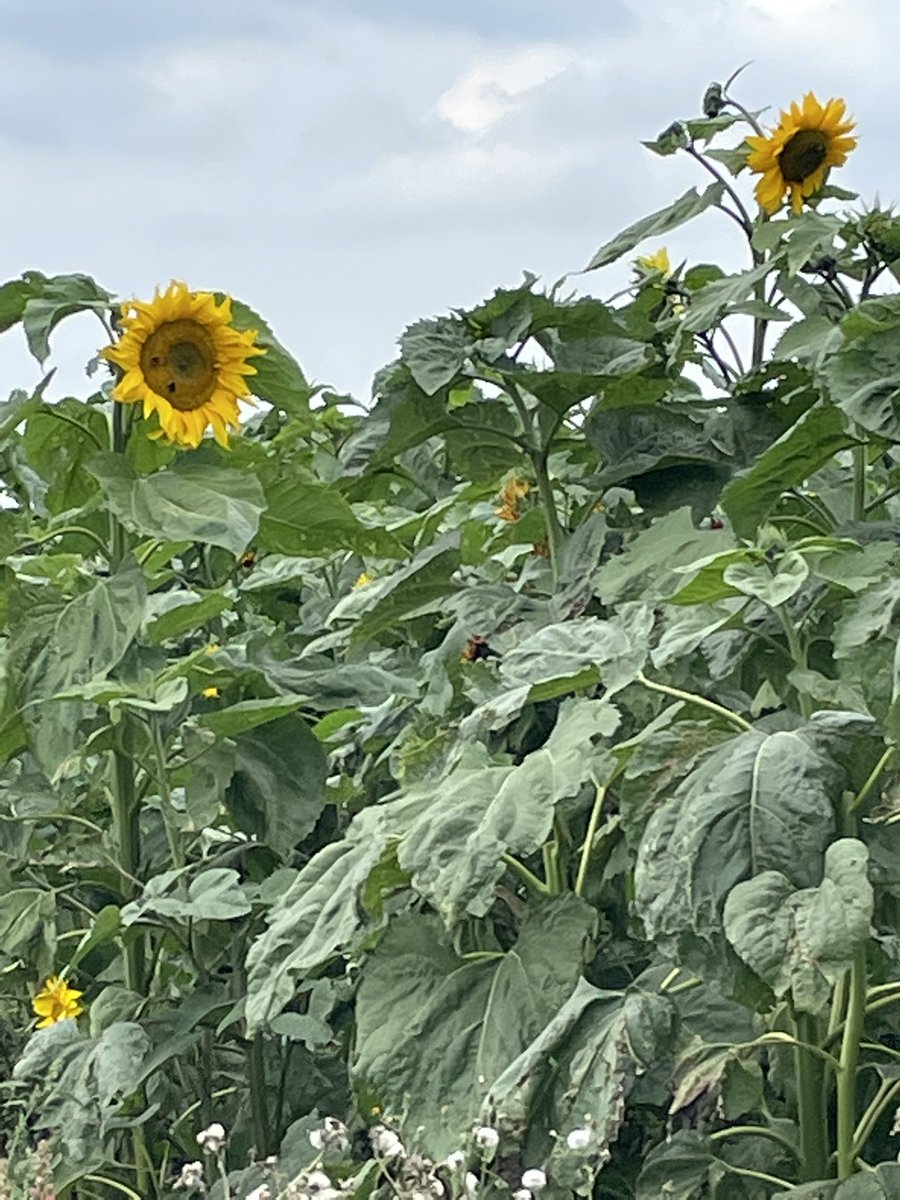 topfamilylawyer's tweet photo. Enjoying #hootonssunflowers #hootonsdahlias in #Llanedwen #YnysMon #Anglesey https://t.co/v6e65kUji5