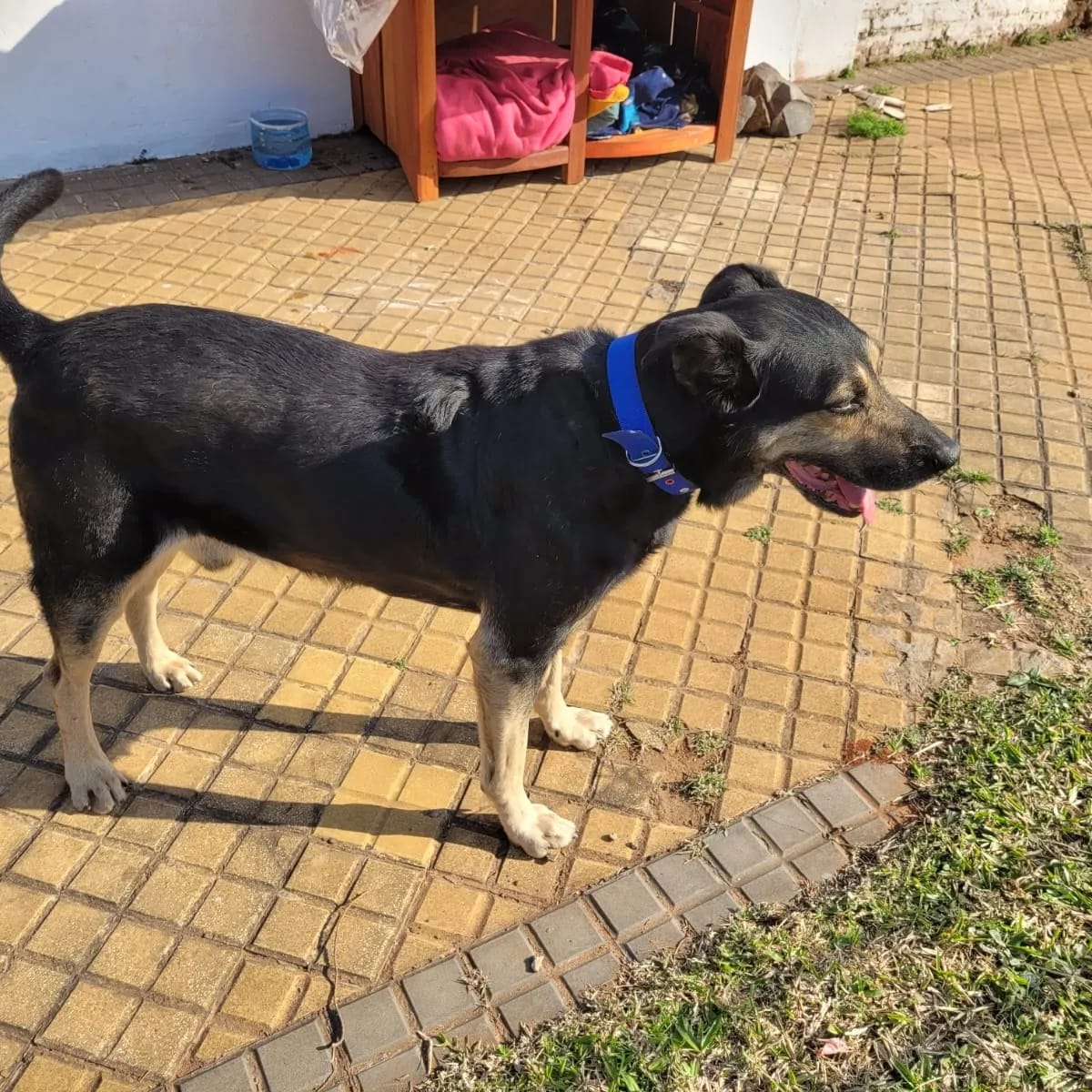 Ref_AdriMoreira's tweet photo. Él llora desesperadamente frente a los portones de las casas porque demasiado quiere estar en compañía de humanos, es extremadamente cariñoso y bueno ♥️🐾
Si alguien lo reconoce o cree saber algo de su historia, favor comunicarse al 0981 44 26 76 https://t.co/mxpYIc0g6O