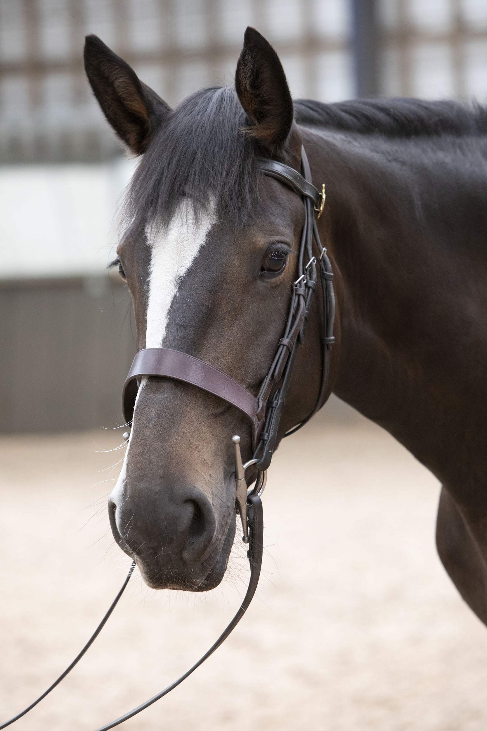 GMP Tactical Mounted Unit (GMPHorses) / Twitter