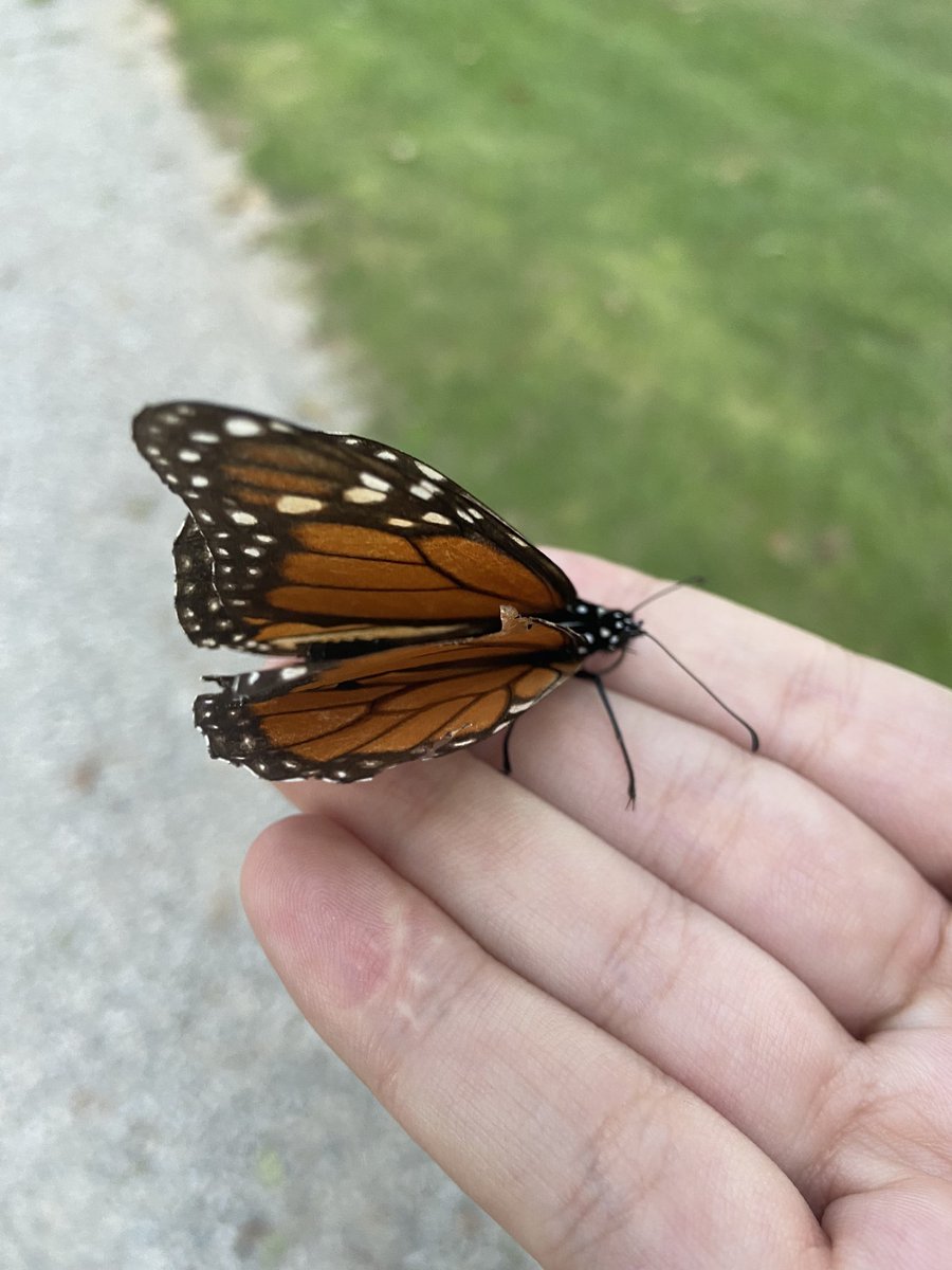 / / I found a monarch butterfly on my walk!