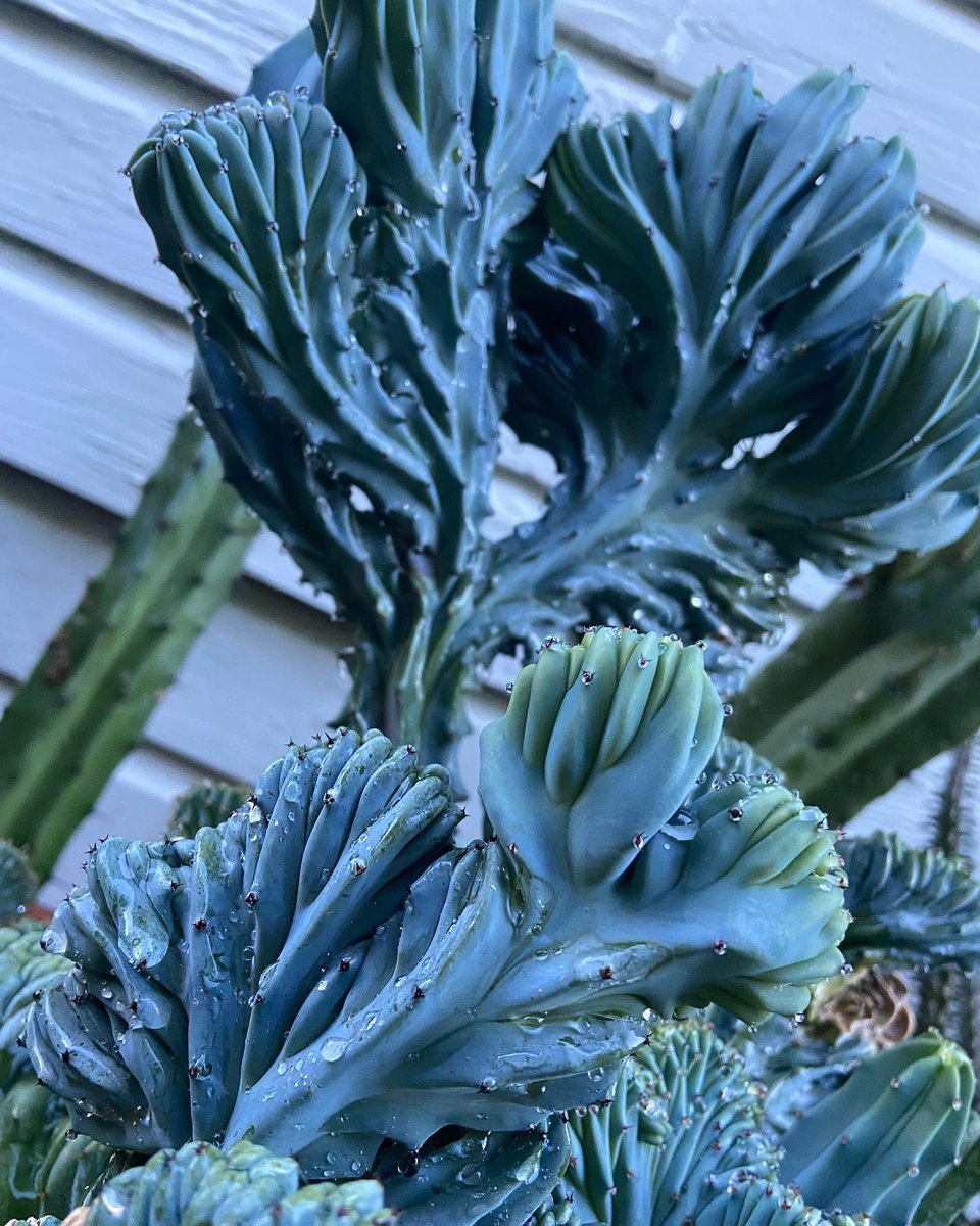 maddybeth20's tweet photo. This crested blue myrtle cactus (Myrtillocactus geometrizans cristata) really went off last night after a good rain 🌵💙

Share this with a friend who loves cacti! 

#something2growon #cactuscrazy #etsyshop #plantseller #bluemyrtlecactus #plantlover #oklahomacity https://t.co/zt1zwGarX0