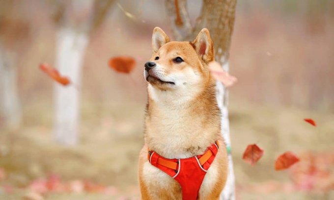 loretta_L2's tweet photo. "Shiba Inu: Assessing odds of SHIB gaining heat from the August burn" via 
@CryptoAmb

Trending #shibainu news with frequent shares and strong engagement across social media.

Social Insights: https://t.co/OLmgAfVgHe $shib

Source👇 https://t.co/69WC1NZG4T