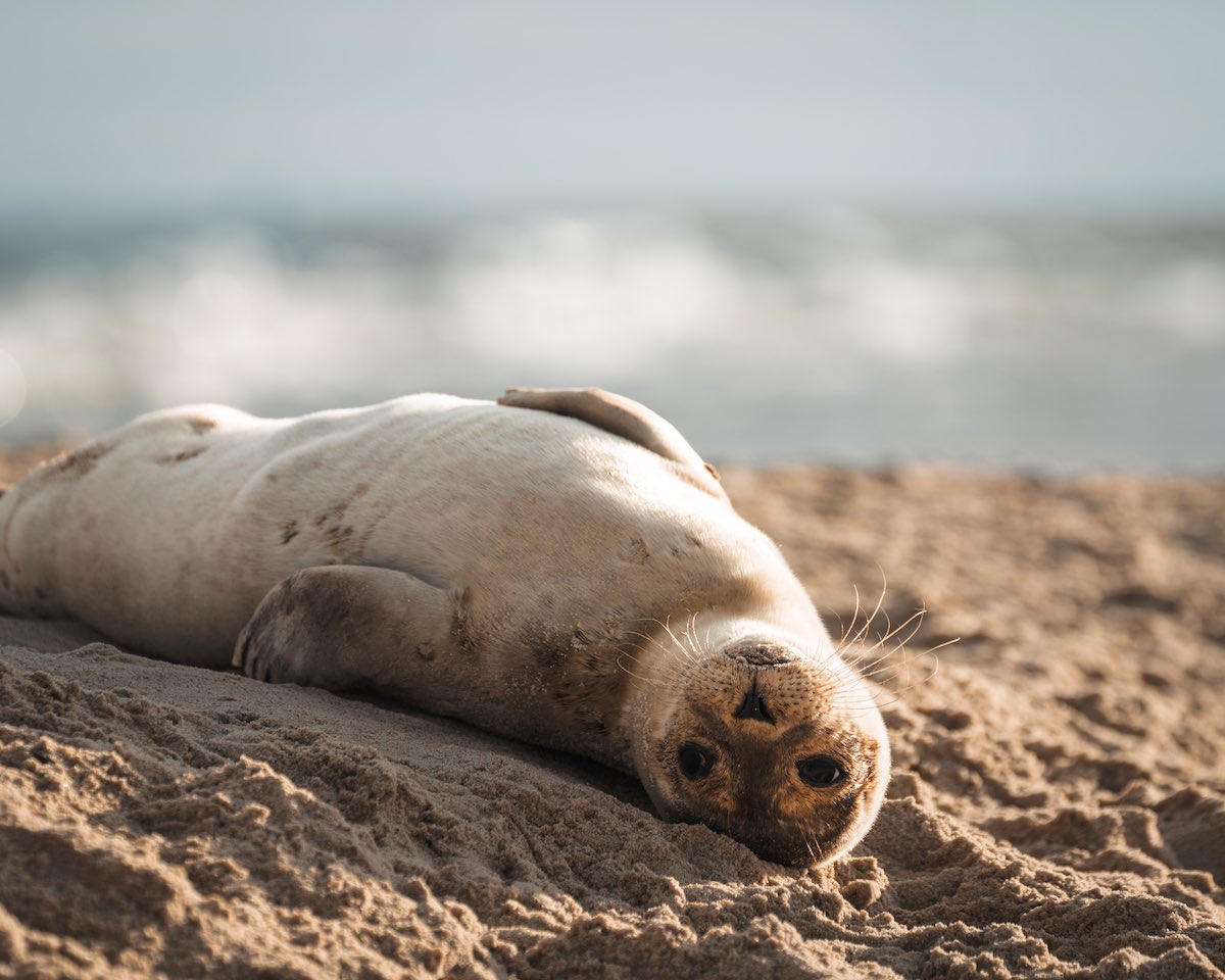 Met this cute little seal this morning #SonyAlpha #visitdenmark #seal #wildlifephotography