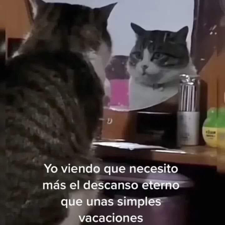 yaparateana1's tweet photo. JAJAJAJAJAJJAJAJA #humorgatuno porque ya es Viernes 🥳 quien así ya a esta altura del año?? 😅gracias por compartirnos memes @kompuhouse_ 🤭 https://t.co/iriv4Fp14k