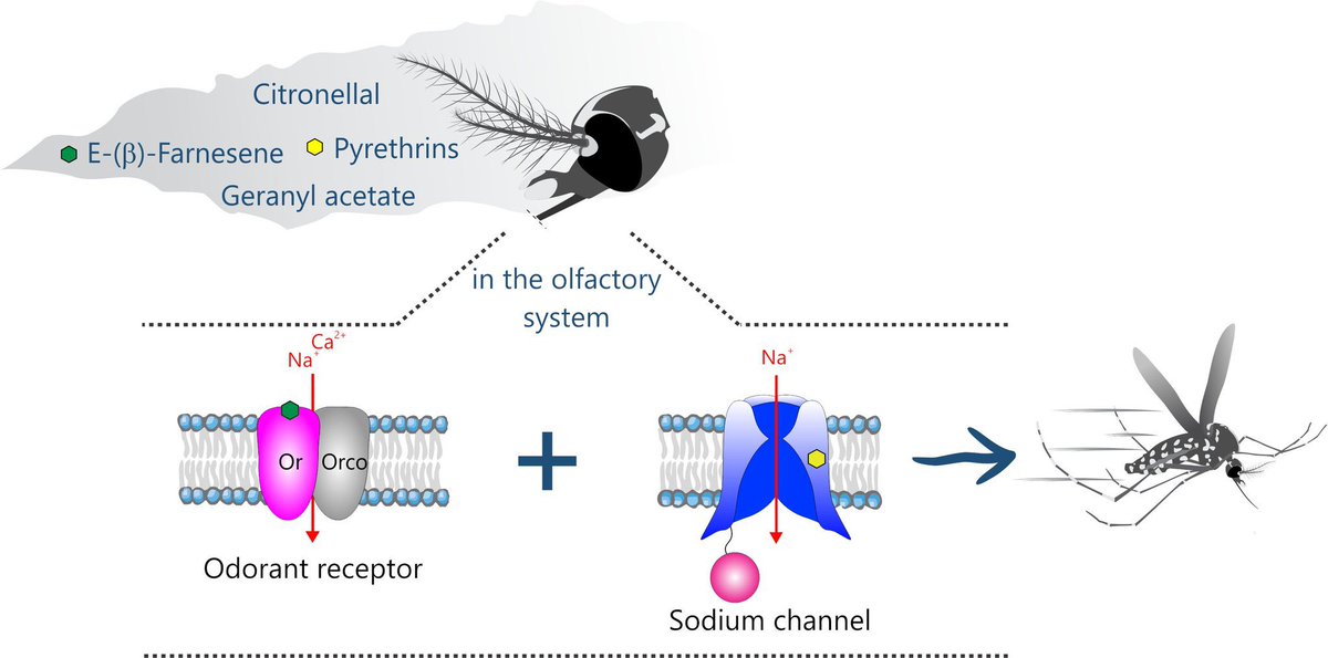 Today I’m going to share how mosquitoes detect some natural compounds at <a href="/XXVIIICBE2022/">XXIX Congresso Brasileiro de Entomologia</a>. #mosquitoes #sensoryphysiology #Fortaleza #Brazi