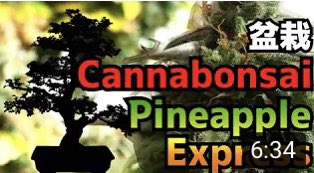 Japanisnotdying's tweet image. #TheHighClass #Cannabis 
#LegalizationinAsia #大麻解放戦士
#ASIA420 

weed

@TheHighClass_jp 
@KaoruTHC 

youtube.com/watch?v=QMIs4B…