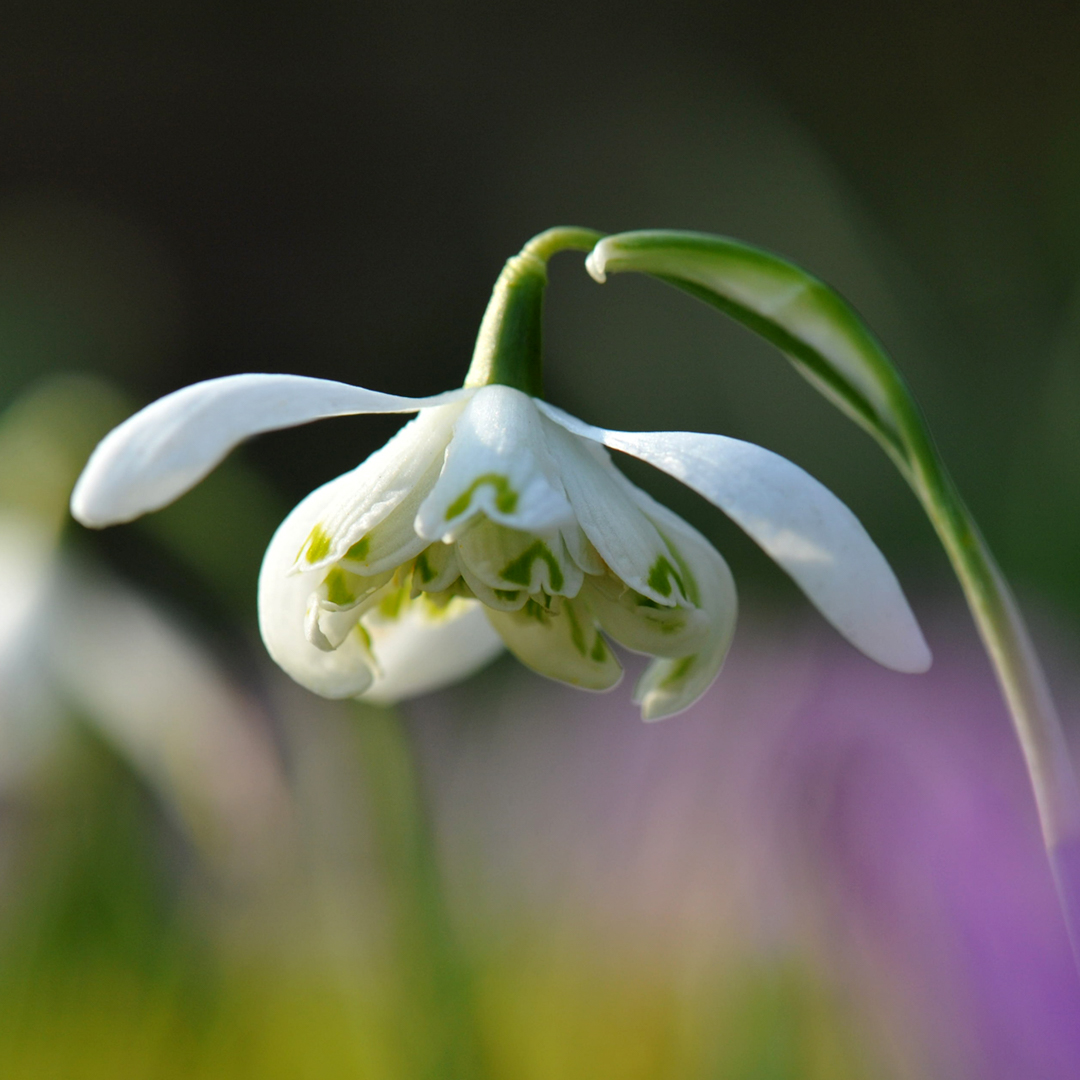 Snowdrops are one of the joys of the Winter garden. Plant them this Autumn for a Winter treat you’ll be thanking yourself for. Shop at crocus.co.uk/plants/_/bulbs #mycrocus #gardeninspiration #bulbs #snowdrops