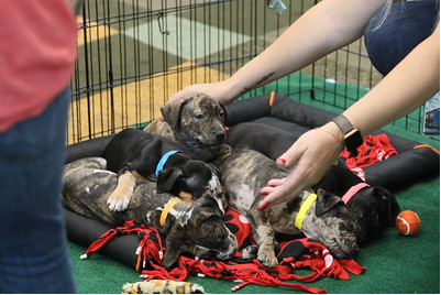 Back by popular demand... the GSX Puppies! During GSX stop by and take a break on the 13th and 14th from 10:30-1:30, with the cutest members of our #MyASIS community. Not yet registered for GSX? Time is running out! #GSX2022 #security #MyASIS fal.cn/3rz1x