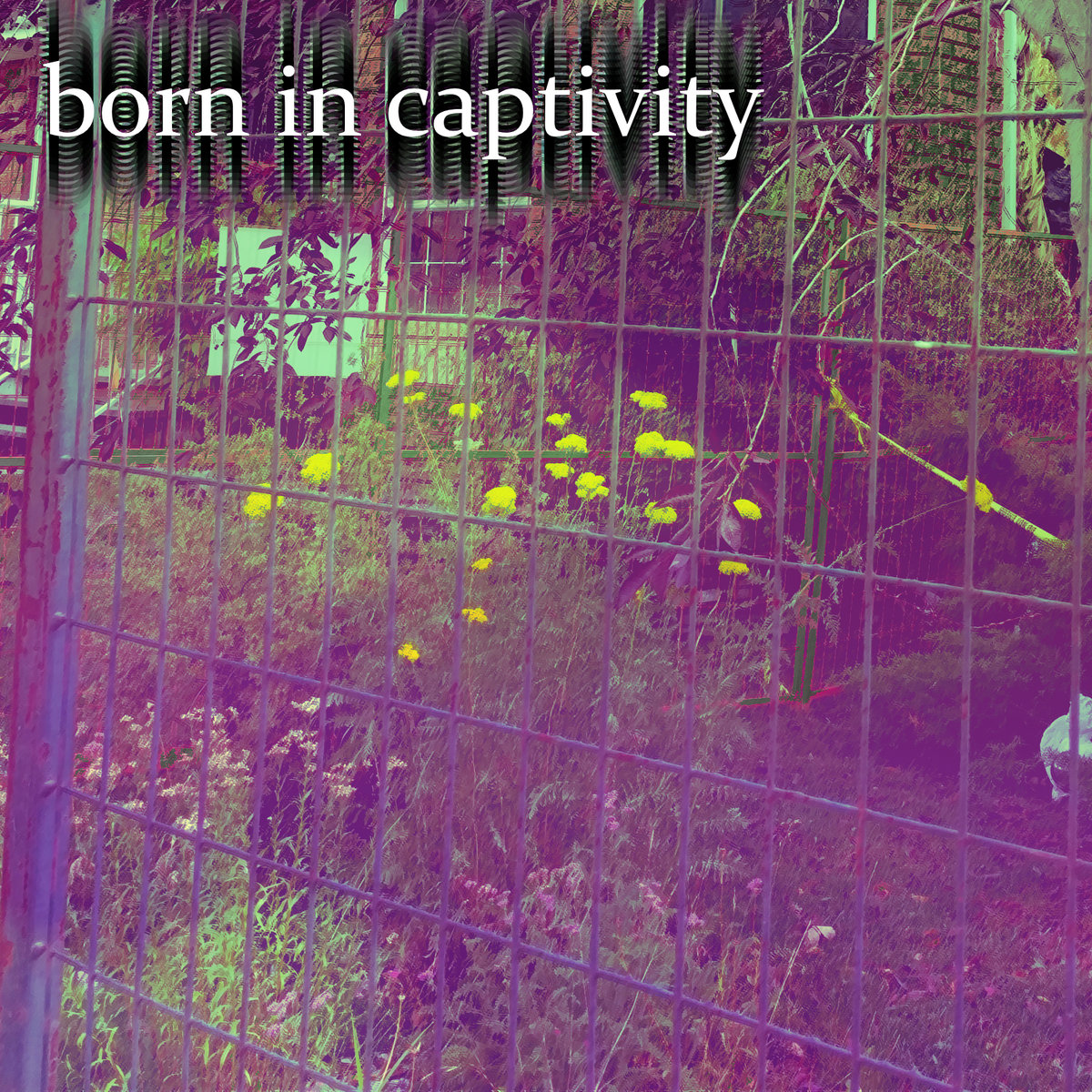 goodnightbirdy's tweet photo. Hey! I'm Ember, a transfemme artist making melodic-electronic music. Come check out my stuff this #BandcampFriday ! https://t.co/Sf1UCx9IWq

and yes, there's a new album up today 😉 https://t.co/85IZ1UeCD8