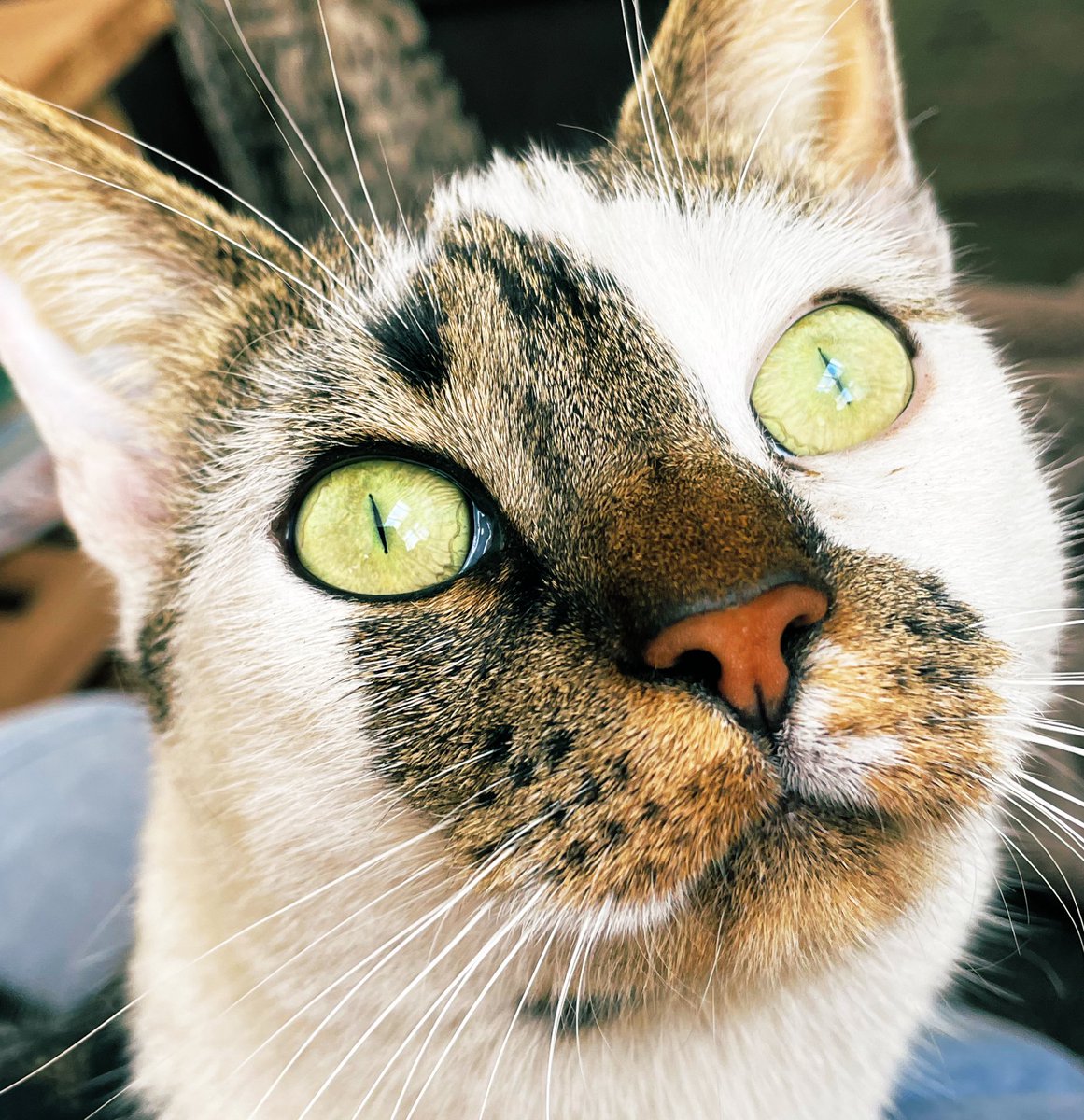 tavenier's tweet photo. 🐱 👀 #focus #CatsOfTwitter #eyes https://t.co/MiNl0xeoIh