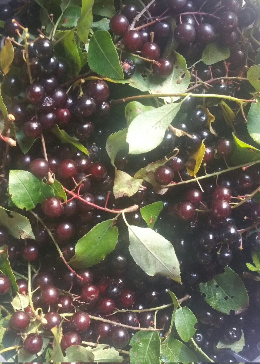 TheRustyIRiS's tweet photo. Picked some Choke Cherries, to make wine with.
#Wine #Cherry #Foraging #Nature #WildWine #ForagingFriday #Cheers https://t.co/euKPmJmvL5