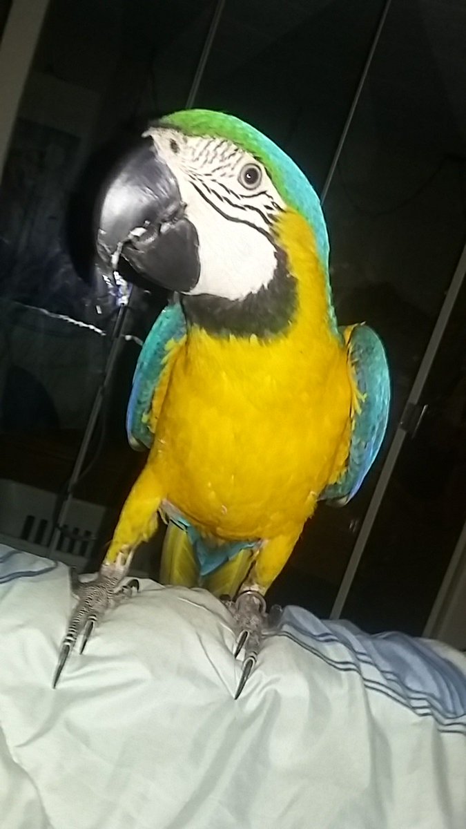 Hello everyone....Im here just too say i do hope you all have a good day...And no we here at gift of god parrot rescue we send you all so much love out there...Please be good too each other...