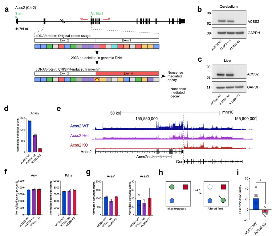 PennMedCSO's tweet photo. New study identifies #ACSS2 as a key regulator of long-term fear memories in rodents ft. @DesiAlexander_, @tee_corman, @marielgrm, Ranran Wu, @GaborEgervari, @berger_lab (@PennEpiInst), Andrew Glass & @JDWinkler1956 (@PennChemistry) & @GarciaLabMS (@WUSTL) https://t.co/jsgGruAHLh https://t.co/FrDlfnkc2y