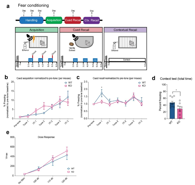 New study identifies #ACSS2 as a key regulator of long-term fear memories in rodents ft. <a href="/DesiAlexander_/">Desi Alexander</a>, @tee_corman, <a href="/marielgrm/">🍭 mariel</a>, Ranran Wu, <a href="/GaborEgervari/">Gabor Egervari</a>, <a href="/berger_lab/">Berger Lab</a> (<a href="/PennEpiInst/">Penn Epigenetics</a>), Andrew Glass &amp; <a href="/JDWinkler1956/">Jeffrey Winkler</a> (<a href="/PennChemistry/">Penn Chemistry</a>) &amp; @GarciaLabMS (@WUSTL) bit.ly/3Ke47Er