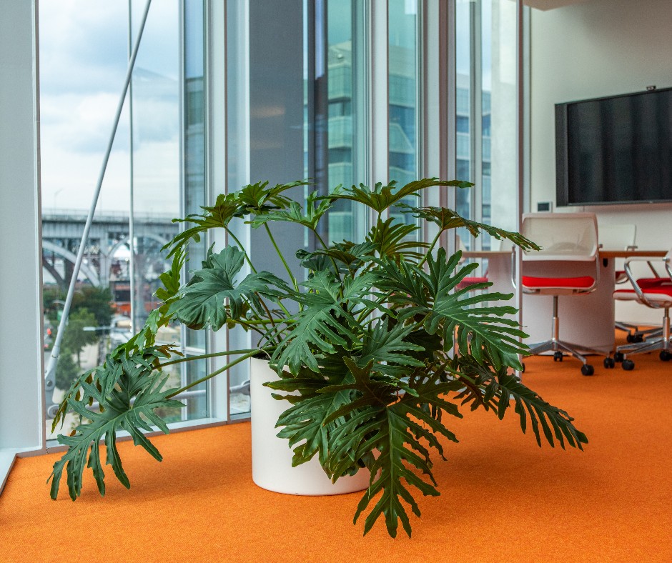JMDLandscapes's tweet photo. Wherever life plants you, bloom with grace.
#Johnmini #distictivelandscapes #landscaping #indoorplants #indoorgarden #plants #landscapearchitect #gardendesigner #greensociety #landscapingdesign #plantsmakepeoplehappy https://t.co/pqPrmZYB8U