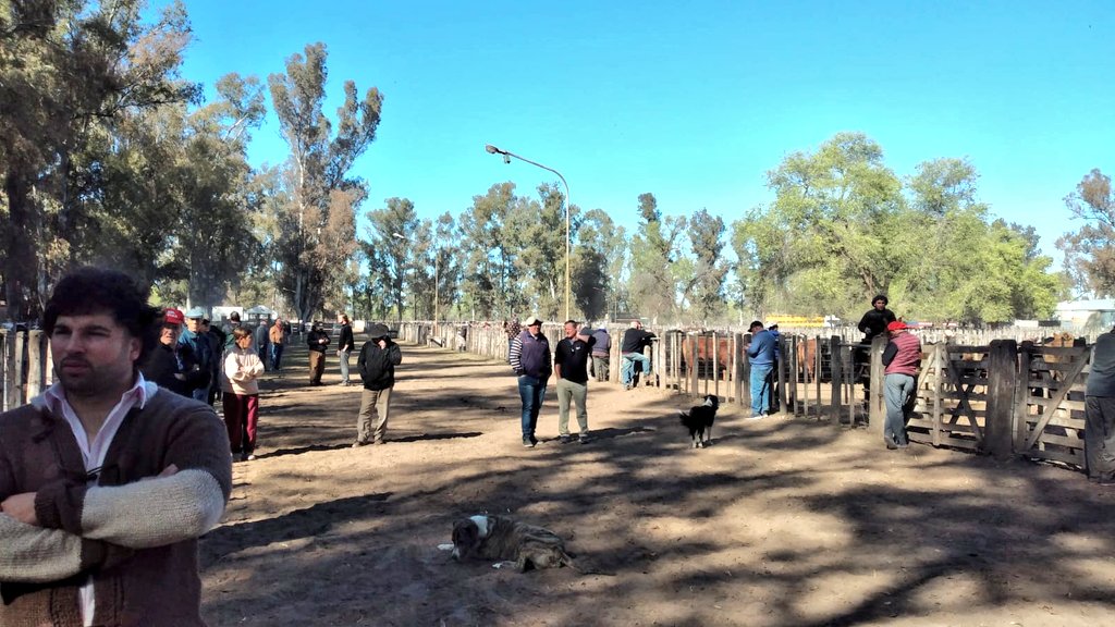 alfredosmondino's tweet photo. FERIA MENSUAL EN VILLA HUIDOBRO 🐮🔥

📷 Postales de nuestro Remate Físico y por Streaming. 

500 Gordos | 900 Invernada y Cría https://t.co/MZZ3ADKfvy