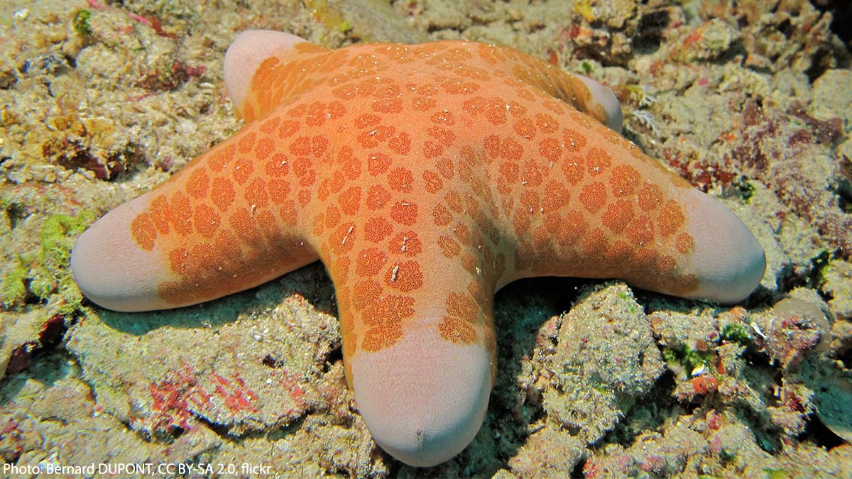 AMNH's tweet photo. This plump-looking marine animal? It’s the granulated sea star, also known as the “doughboy starfish” for its portly look. You might spot it around reef habitats in shallow Indo-Pacific waters. On its menu are coral and other small invertebrates.⭐️ https://t.co/KyFoS9Lwfr