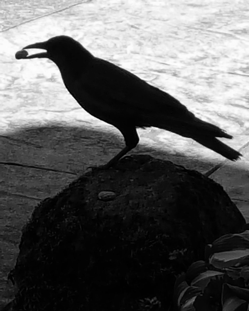 NancyPettit's tweet photo. @CarlBovisNature Howdy Hey there, Carl! #VenersborgWA 🇺🇸 #ilikecrows https://t.co/imPdOU7lCz