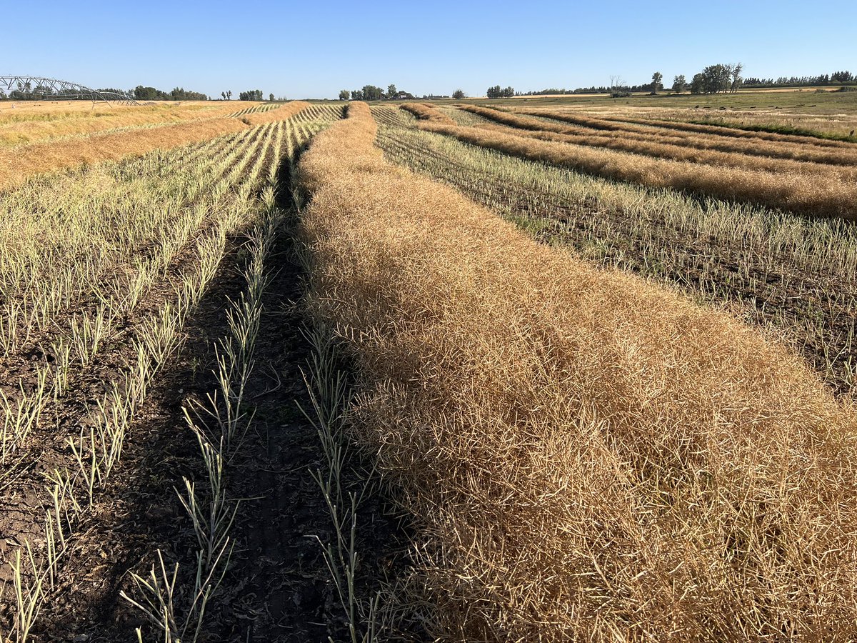 HobbyFarmerMatt's tweet photo. Big believer that #podshatter is the most important trait past yield potential in #canola. Dryland acres 100% ripe, zero pod shatter 👍🏻 Some spots need some more time, & for custom operator, a pick up is much preferred. Every circumstance is unique. #harvest22 #LR344PC https://t.co/u8NiCYJ9pV