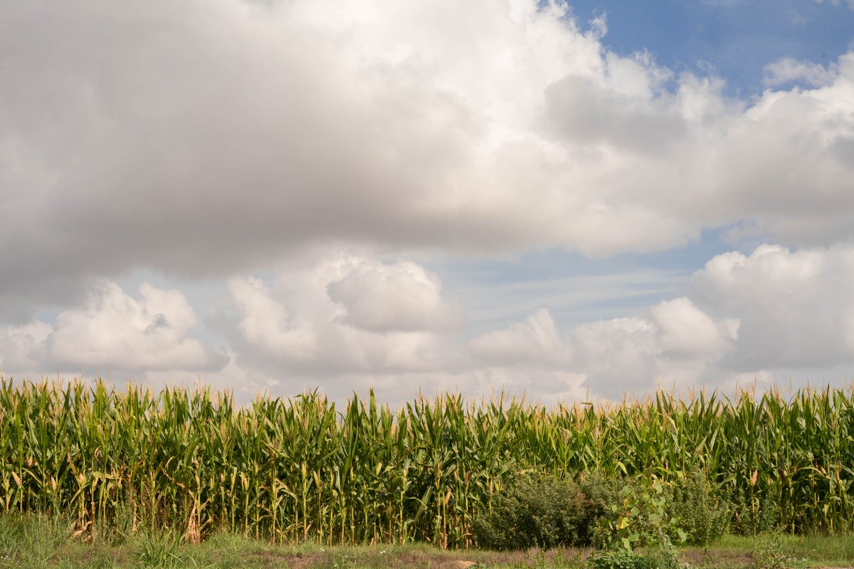 congresBIT's tweet photo. 📍#Lleida és un motor en l’Estratègia de la #Bioeconomia, concentrant el 53% de la producció #agrícola 🌾i el 47% de la #ramadera 🐄 de #Catalunya. https://t.co/Ig03lLwW4N