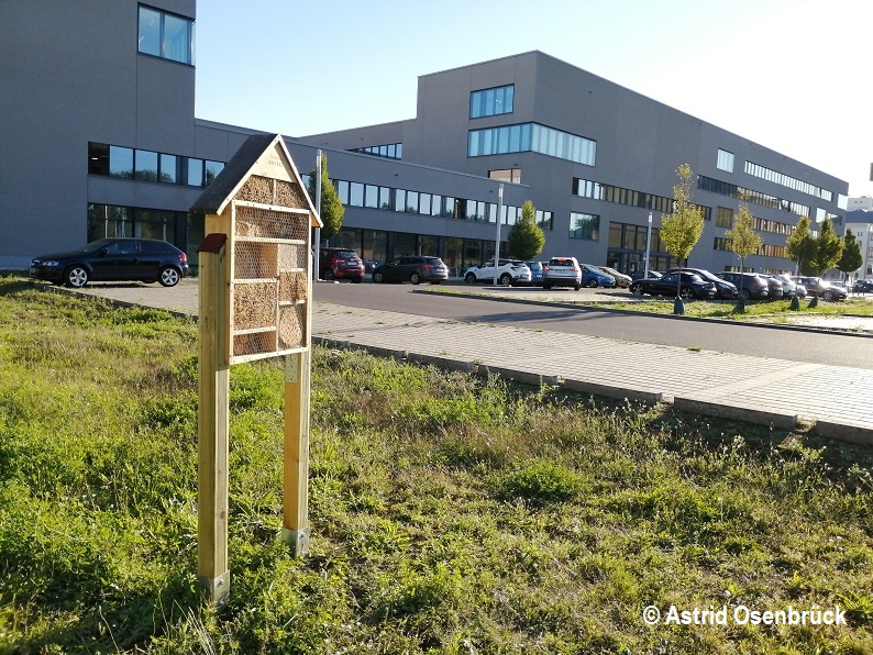 MLUKBrandenburg's tweet photo. Wir expandieren 😉: das #MLUK unterhält ein zweites Insektenhotel! Schüler*innen der Naturpark Schule Prieros aus dem NP Dahme-Heideseen weihten es ein, brachten die Saat für Wildblumen aus und besuchten auch die schon ansässigen Umweltbienen 🐝 auf dem Ministeriumsdach. https://t.co/aLfBtF1YZK