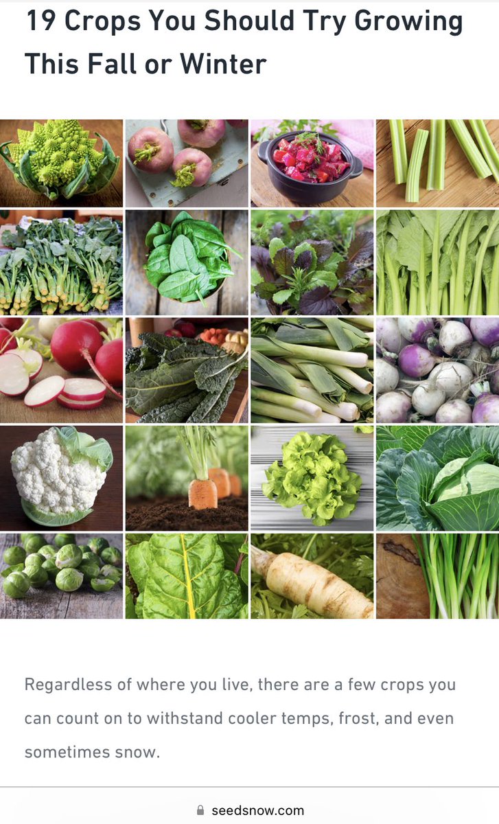 SatiredStud_ent's tweet photo. Actually #Crops that’s now on #seedsnow or seed_snow for winter ❄️
📎 @SeedsNow https://t.co/oZkdqFPzrg