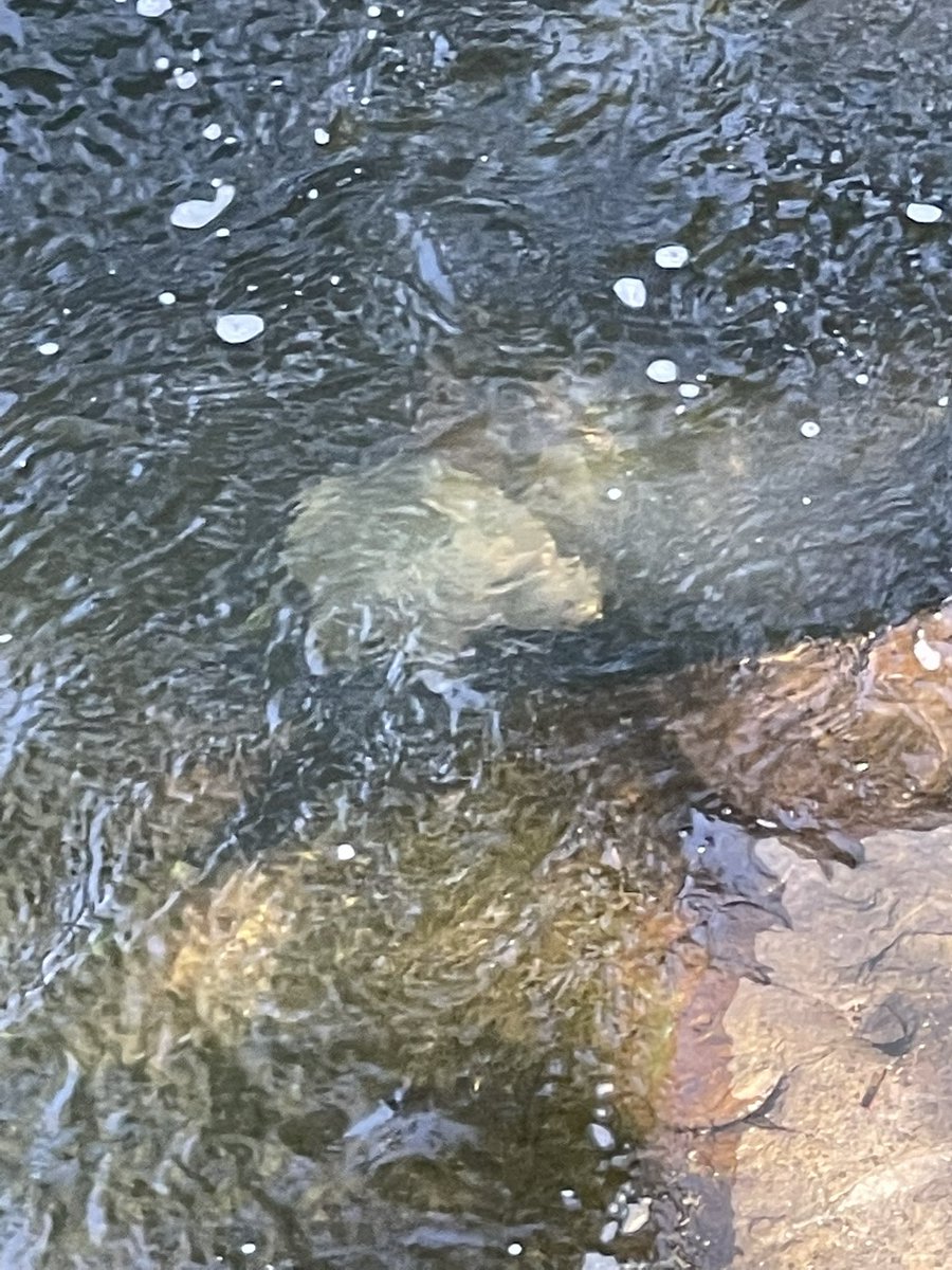 WvFue's tweet photo. Wild + Free Southern WV spent the morning hiking #sandstonefalls in #summerscounty ! One of the kiddos spotted a large turtle in the river! https://t.co/N8U4QA9jxq