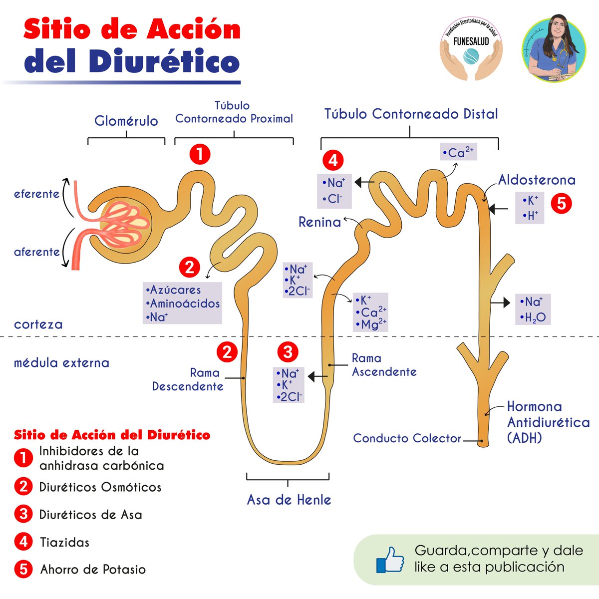 FuneSalud's tweet photo. Conoce los sitios de acción de los #Diuretico 💉💊❗️
🚨 Aprende y repasa junto a #enfermeriaparatodos y
#Funesalud 🧑⚕️👩⚕️❤️
#medicinainterma #pacientes #neurona #renal #neurología #riñón
#furosemida #enfermería #medicina #medical #urgencias #emergencia #dolorcronico #enfermero https://t.co/CAIMpBADqN