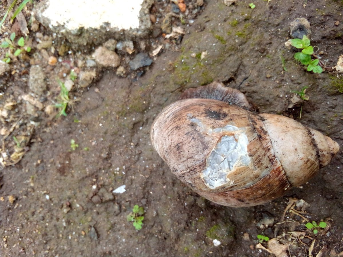 umupros's tweet photo. It is remaining 2 weeks to complete 3 months this snail rescued from the wild. Now is wealth to experience a shell rebuild process (see white area). https://t.co/FXU3sleGew