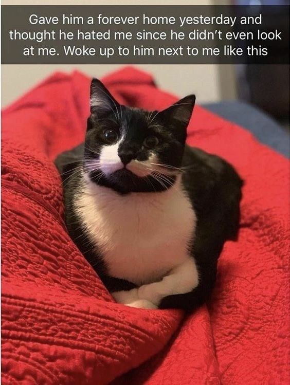WholesomeMemes (@wholesomememe) on Twitter photo 