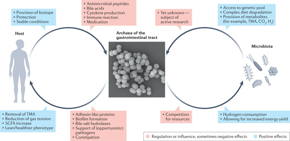 NatRevGastroHep's tweet photo. Fresh articles for #weekendreading!

This Perspective discusses methanogenic archaea in the human gastrointestinal tract 

By @chmoei, @AlexMahnert, @HeinzHammer13 &amp; Hoegenauer from @MedUniGraz

https://t.co/kKMJOQ4ivl https://t.co/kpGPSpNrST