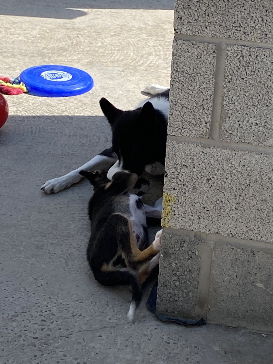 pets_4_sitters's tweet photo. Catch up session! #bordercollie https://t.co/1eCDhZ8SCZ
