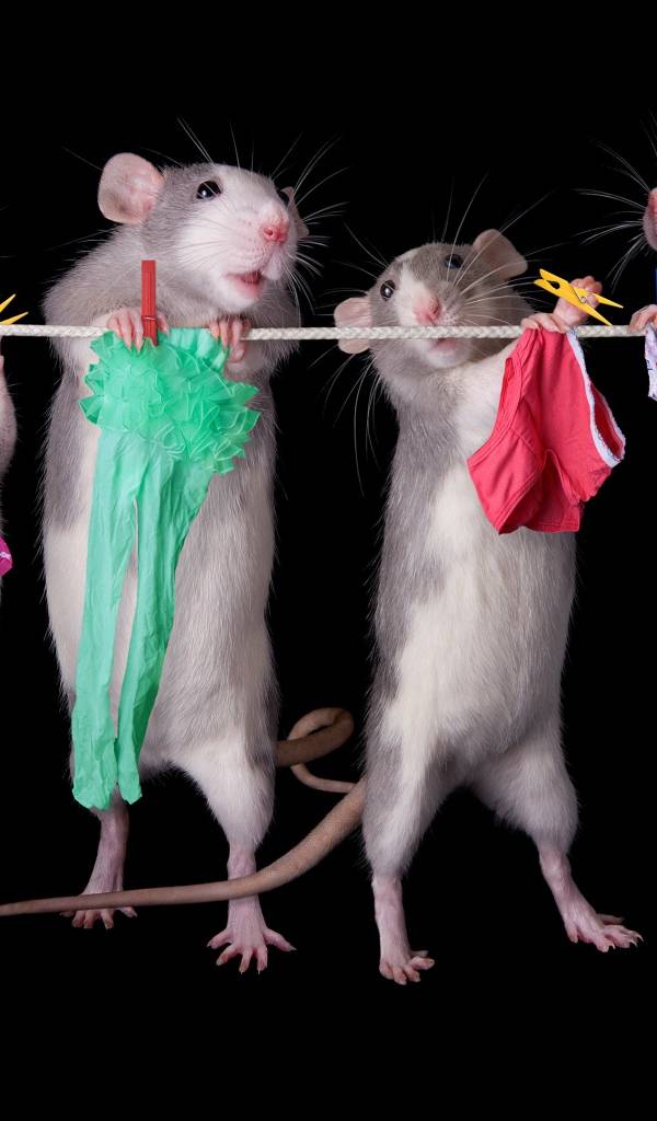 4RatsHub's tweet photo. As we come into the last hour and a half of fundraising, we bring you #RatOfTheWeek!
Names: Linda and Larry
Occupation: Retired
Details: Does everything together. Very much in love. Listens to podcasts in bed. Wants you to fund #Ankorr643 to $8000 so we can do the TTRPG. 109/10 https://t.co/a9IbIP0Ehs