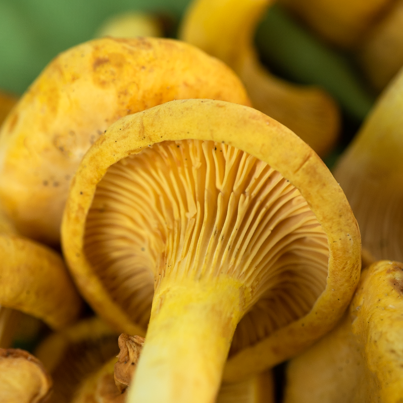 SpecialtyProd's tweet photo. What's your favorite Chanterelle mushroom recipe? #specialtyproduce #chanterelle #wildmushrooms