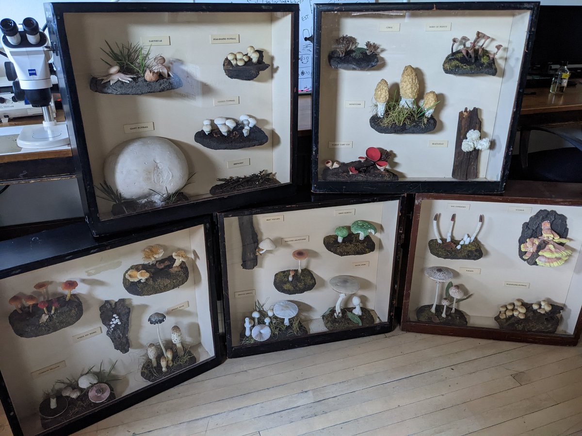 Matthew Nelsen tweet media