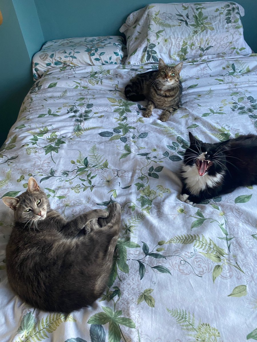 pets_4_sitters's tweet photo. Sorry but you have disturbed 😧 our monthly staff meeting #CatsOfTwitter https://t.co/HrfwfZZSc8