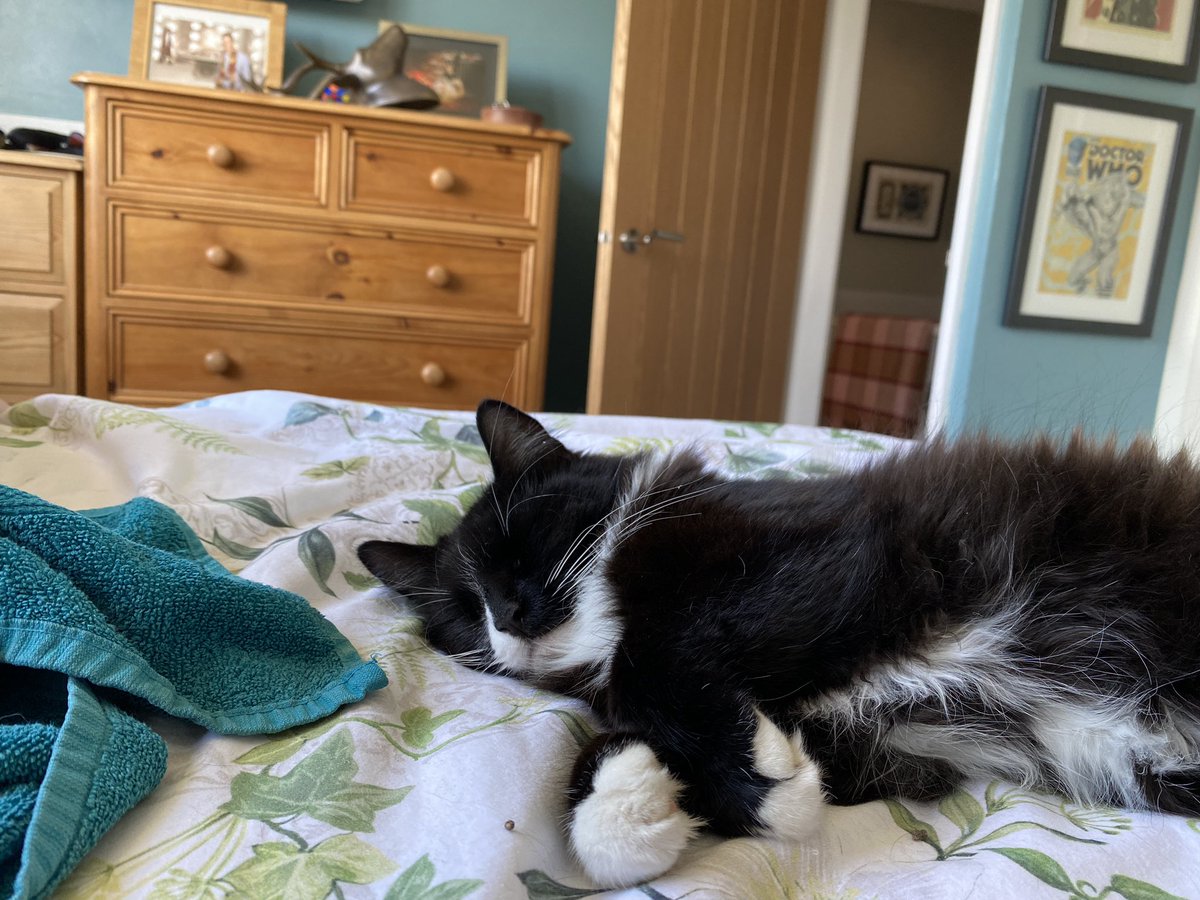 pets_4_sitters's tweet photo. So tired 😴 must sleep #CatsOfTwitter https://t.co/N8vCR4dWKj