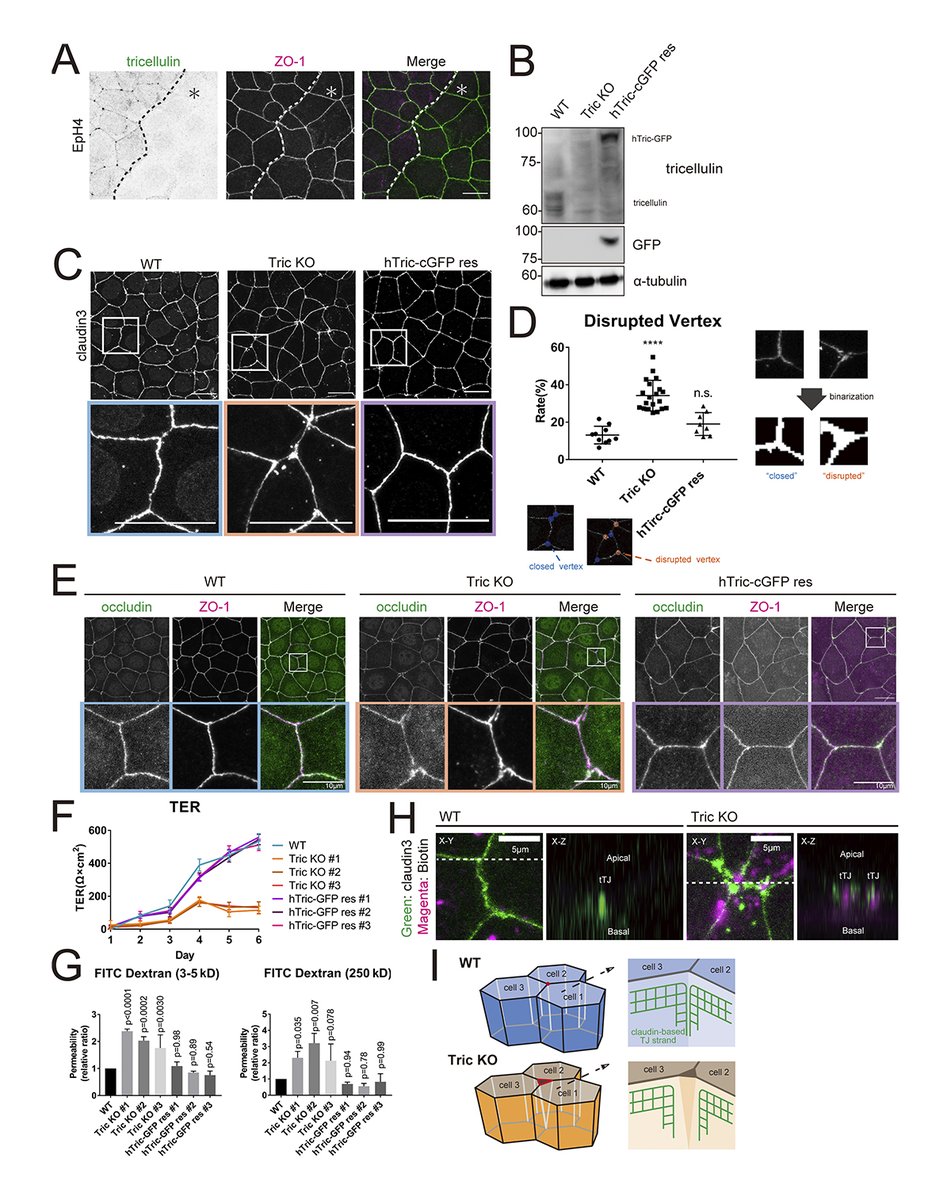JCellBiol's tweet photo. Cho et al. show that an interaction between tricellulin and α-catenin links tricellular junctions to the actomyosin #cytoskeleton. https://t.co/spPtB3nS8i

From our collection #Mechanobiology 2022: https://t.co/WMxuazqjA0 https://t.co/br1Eka8Cwv