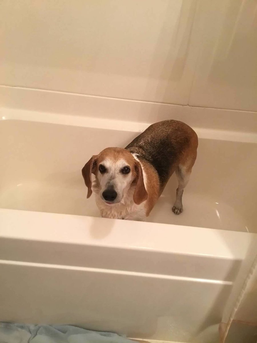 DebM4400's tweet photo. @beaglefacts @GusandKelsey 100% accurate data https://t.co/vWecOehcMf